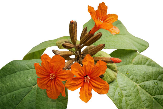 Cordia sebestena orange flowers and buds cluster isolated transparent PNG