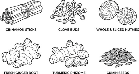 Spices and herbs black and white educational illustration featuring cinnamon clove nutmeg ginger turmeric cumin culinary cooking flat vector illustration