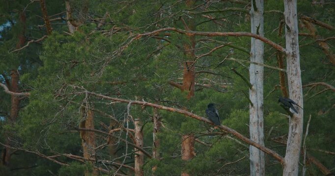 Two black ravens seen among dense, green pine trees in a European forest. One raven sits on a thick branch, while the other is captured in mid-flight landing on a birch trunk.