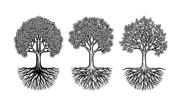 Three Stylized Trees with Decorative Root Systems Black and White Botanical Vector Illustration