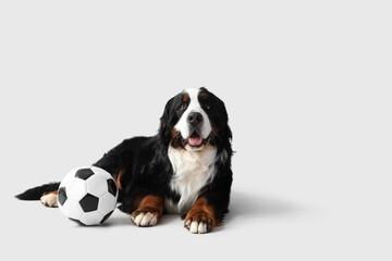 Fototapeta na wymiar Cute Bernese mountain dog with soccer ball lying on light background