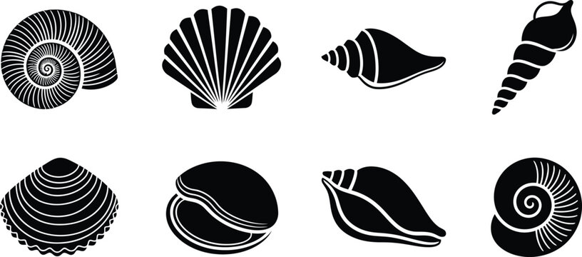 Collection of black and white seashell vector graphics and illustrations