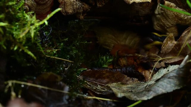Feuersalamander (Salamandra salamandra terrestris) kommt aus Versteck und frisst einen Regenwurm - Wuppertal, Deutschland
