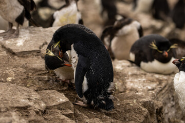 Fototapeta premium Two Southern Rockhopper Penguins (eudyptes chrysocome) grooming one another.
