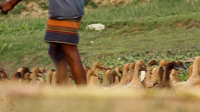 Traditional farmer in lungi walking with a large flock of ducks in a rural field.