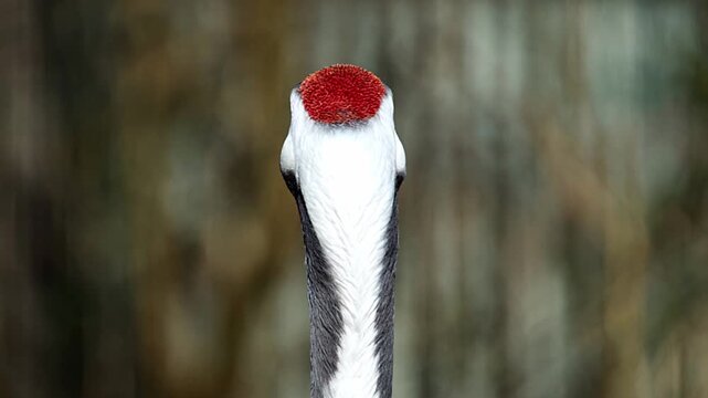 Red-crowned crane back view close up. Rare bird textures. High quality FullHD Unique close-up view from behind of a Red-crowned crane (Grus japonensis), showing the distinctive bright red patch of