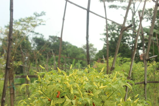 cabe rawit indonesia hijau