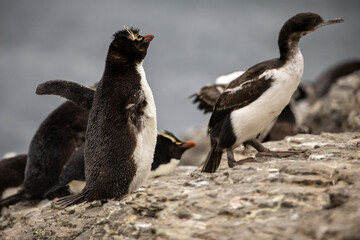 Fototapeta premium A Southern Rockhopper Penguin chick (eudyptes chrysocome).