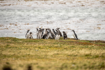 Magellanic Penguins (Spheniscus magellanicus) near a rookery, Falkland Islands
