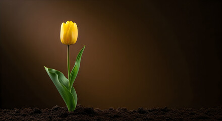 Obraz premium A single yellow tulip growing in dark soil with green leaves and a brown background