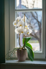 Elegant white orchid Phalaenopsis blooming in pot on window sill. Indoor houseplant with delicate flowers in soft natural light, home decor concept © Анна Зеленая