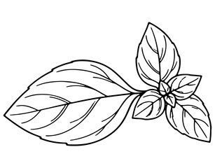 Obraz premium Detailed illustration of a basil leaf with visible veins and serrations