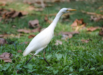 Fototapeta premium A white bird is walking on the grass