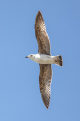 Obraz premium A seagull is flying in the sky. The bird is white and brown. The sky is blue