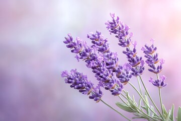 Obraz premium Beautiful Lavender Blossoms with Soft Background in Shades of Purple and Pink