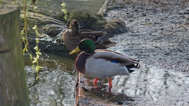two dabbling ducks mallards birds animals next to the water river on the sunny day time, wildlife nature fauna closeup view of scenery