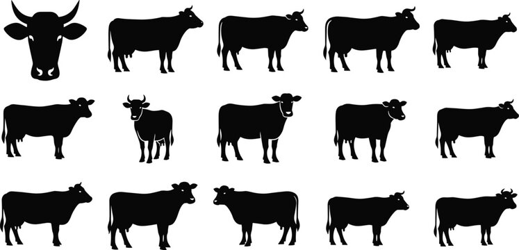 Cow silhouette collection featuring different cattle poses including standing cows and head view, farm animal livestock icons isolated black vector illustration set
