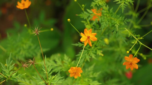 Close-up panning shot of small orange flowers and green foliage in a natural garden setting.