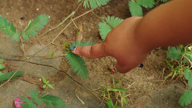 Close-up of a hand touching Mimosa pudica leaves causing the sensitive plant to fold instantly.