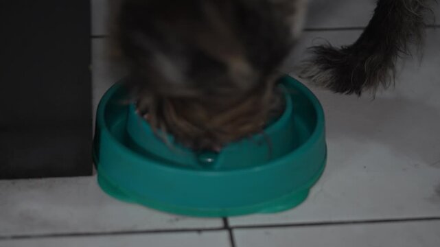 Hungry Mixed Breed Dog Eating Pate from Bowl
