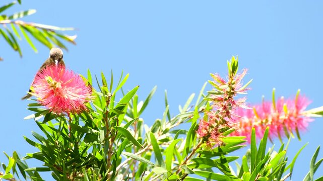 Female malachite sunbird feed on nectar of red bottlebrush tree flower in canopy