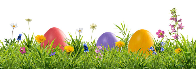 Fototapeta premium Easter eggs and wild flowers in grass isolated on transperent