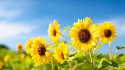 Fototapeta premium Bright Sunflowers Under Clear Midday Sky with Cheerful Vibes and Nature