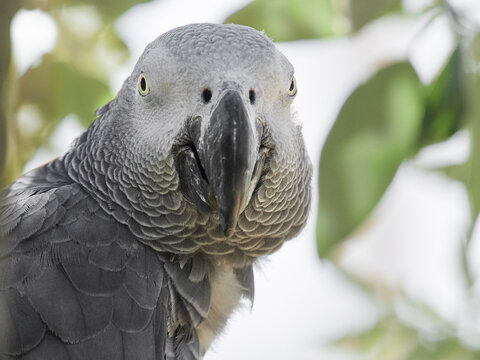 African grey parrot holding food in claw close up portrait
