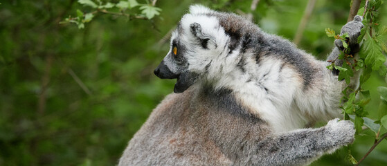 Ring tailed lemur climbing tree branch in natural green habitat © denisapro