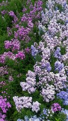 Fototapeta premium Aerial View of Colorful Flower Farm with Blooming Plants