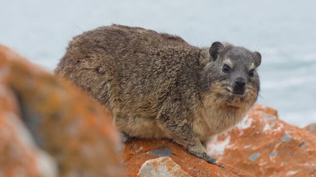 Rock hyrax or dassie (Procavia capensis) on coastal rocks, the Indian Ocean in the background. Fransmanshoek, Vleesbaai, Western Cape, South Africa. 4k 30p footage of a hyrax in a coastal habitat.