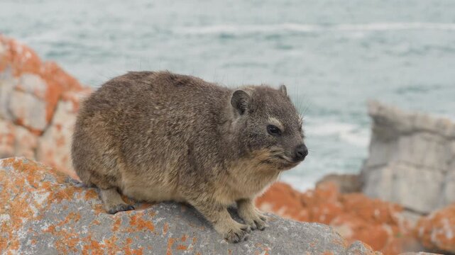 Rock hyrax or dassie (Procavia capensis) on coastal rocks, the Indian Ocean in the background. Fransmanshoek, Vleesbaai, Western Cape, South Africa. 4k 30p footage of a hyrax in a coastal habitat.