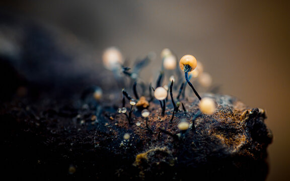 Slime mold fruiting bodies emerging from organic substrate