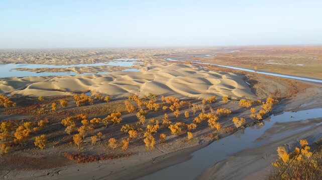 Aerial Time-lapse of Golden Populus Euphratica Forest and Tarim River at Lop Nur Village in Yuli, Xinjiang, China