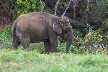 Fototapeta premium elephant at the edge of a forest