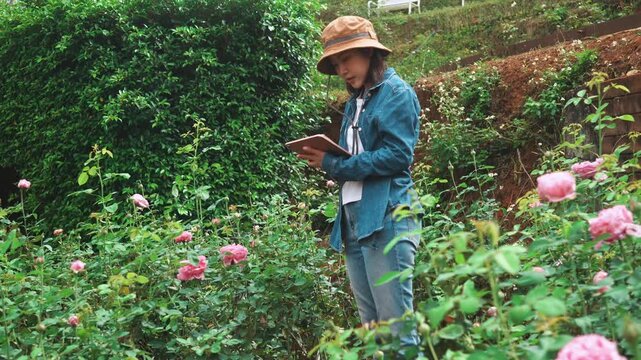 Smart Asian female farmer using a tablet to inspect and record data of blooming pink roses in a lush garden, modern agriculture and floriculture concept