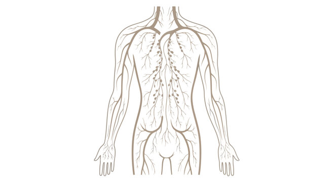 The human body displays its internal nervous system through a detailed illustration of a person's front view showing nerves and veins across the torso arms and abdomen via RJ ImageFX Auto.