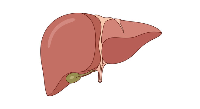Anatomical illustration of a human liver with attached gallbladder and bile ducts in a medical context for educational purposes