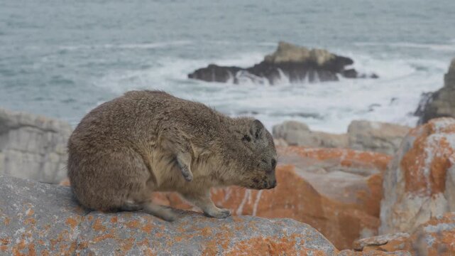 Rock hyrax or dassie (Procavia capensis) on coastal rocks, the Indian Ocean in the background. Fransmanshoek, Vleesbaai, Western Cape, South Africa. 4k 30p footage of a hyrax in a coastal habitat.