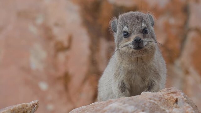 Rock hyrax or dassie (Procavia capensis) on coastal rocks, the Indian Ocean in the background. Fransmanshoek, Vleesbaai, Western Cape, South Africa. 4k 30p footage of a hyrax in a coastal habitat.