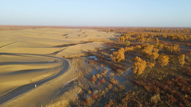 Golden Populus Euphratica Forest and Tarim River at Lop People Village, Yuli, Xinjiang, China