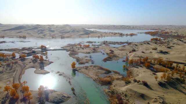 Aerial View of Water Populus Forest at Tata Secret Land, Luobu Lake, Yuli, Xinjiang, China