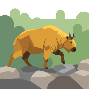 Golden Takin Walking On Rocks