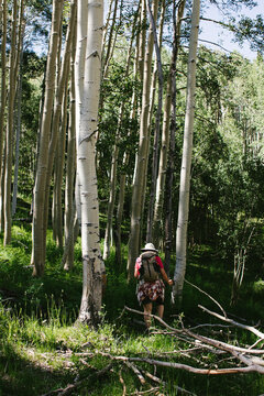 Woman with walking sticks hikes through forest of aspen
