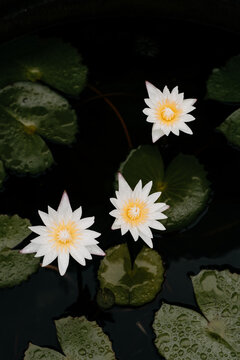 White water lilies (Nymphaea) floating on dark pond water in Phuket