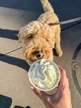 Dog and whipped cream