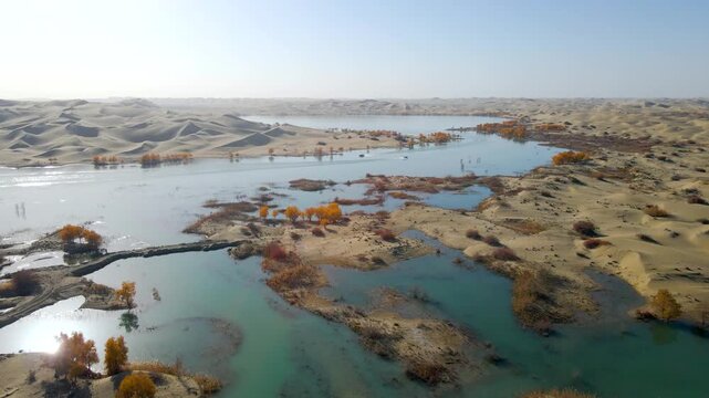 Aerial View of Water Populus Forest at Tata Secret Land, Luobu Lake, Yuli, Xinjiang, China