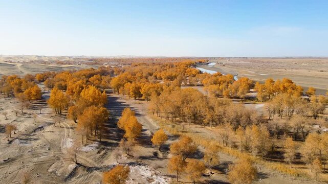 Golden Populus Euphratica Forest and Tarim River at Lop People Village, Yuli, Xinjiang, China