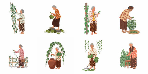 Fototapeta premium Set of illustrations showing an elderly Indonesian woman in traditional kebaya harvesting and picking betel leaves in various gardening poses.