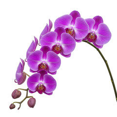 Obraz premium A vibrant display of purple orchids in full bloom on a white background isolated on transparent background